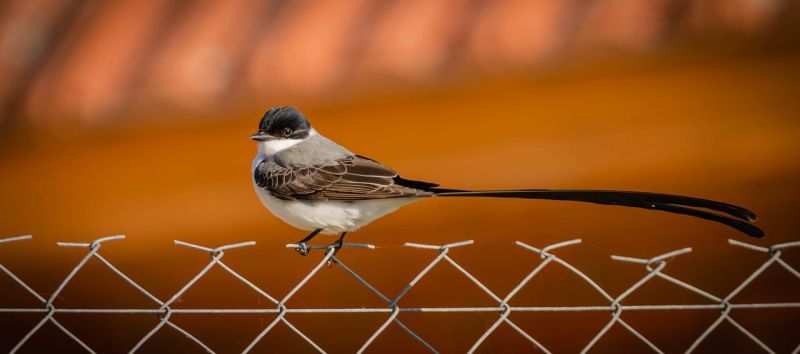 Možnosti zabezpečení – ostnatý drát, hroty a kamerové systémy