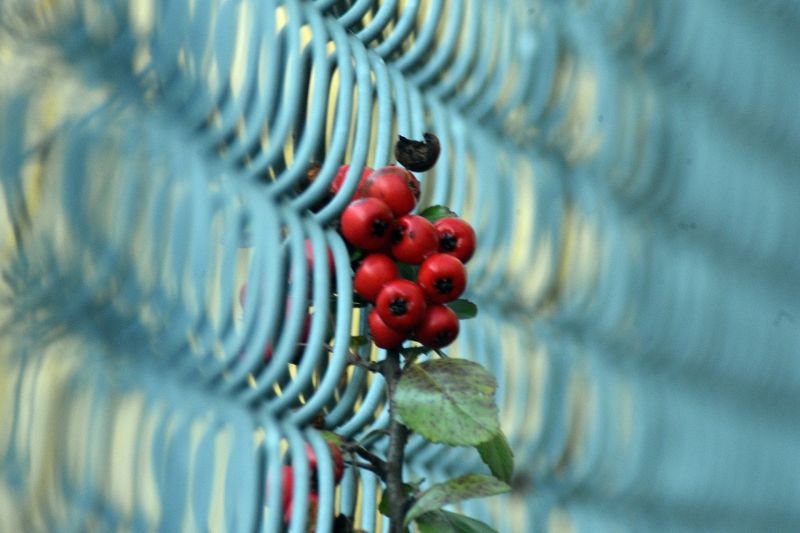 Který typ oplocení je pro vás ten pravý